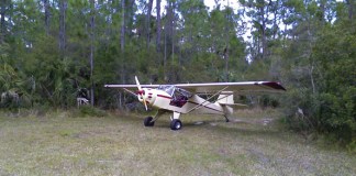Little Bird the Kitfox