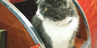 cat in cargo compartment listening for strange noises
