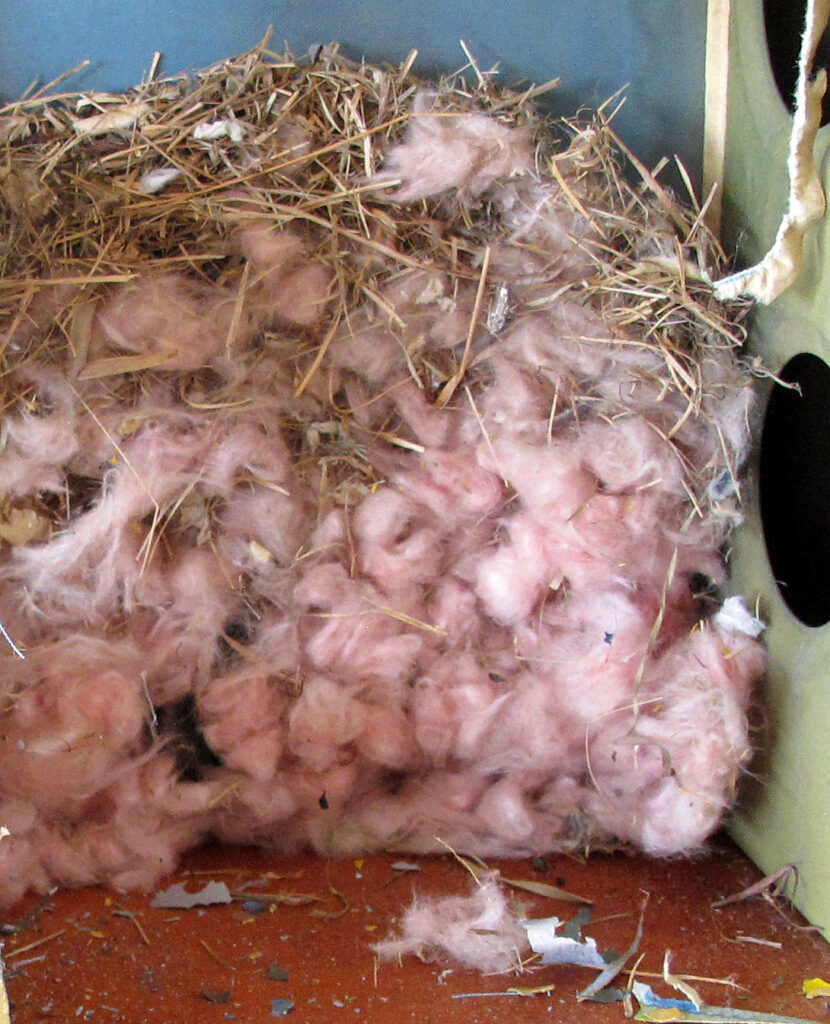 Nest with Lacing String in a Fabric Airplane